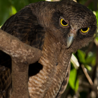 Rufous Owl