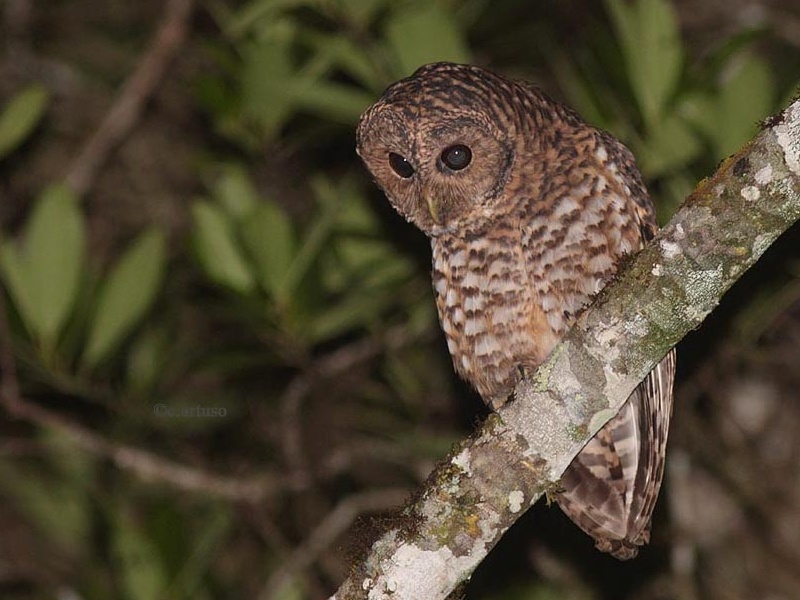 Rusty-barred Owl looks down from a branch at night by Christian Artuso