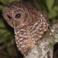 Rusty-barred Owl