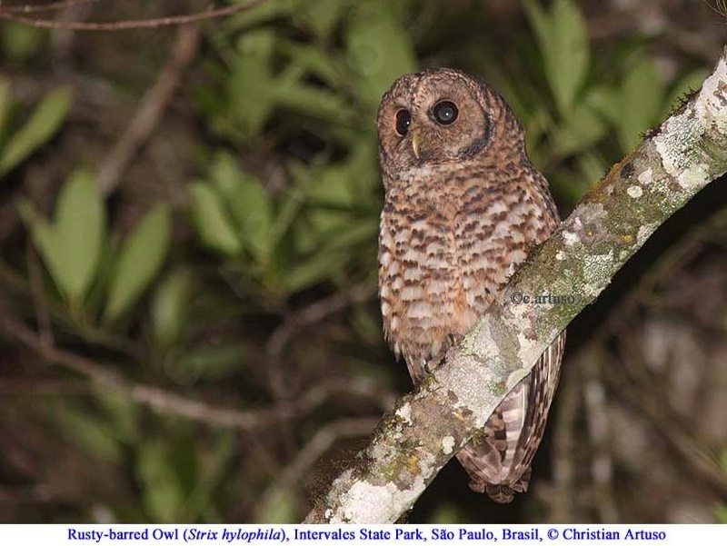 Rusty-barred Owl looking away at night by Christian Artuso