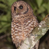 Rusty-barred Owl