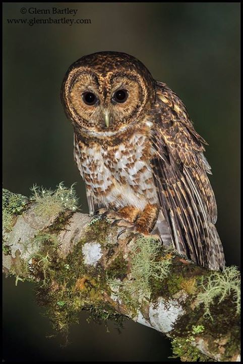 Rusty-barred Owl perched on a lichen covered branch at night by Glenn Bartley
