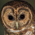 Rusty-barred Owl