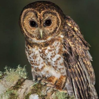 Rusty-barred Owl