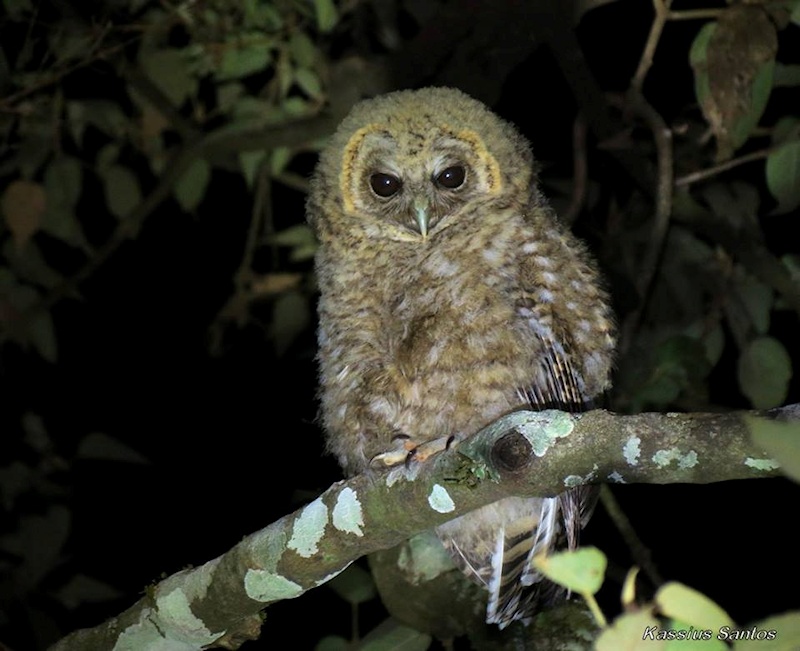Young Rusty-barred Owl perched on a branch at night by Kassius Santos