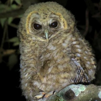 Rusty-barred Owl