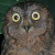Ryukyu Scops Owl