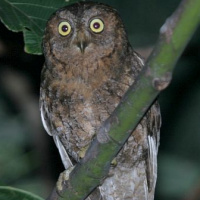 Ryukyu Scops Owl