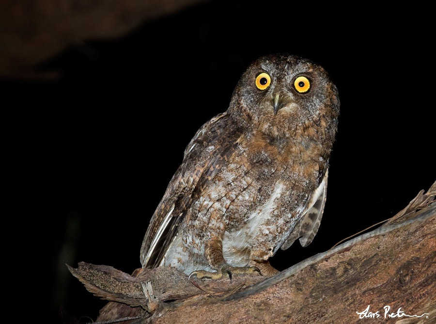 Ryukyu Scops Owl stands on a thick branch at night by Lars Petersson