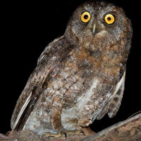 Ryukyu Scops Owl