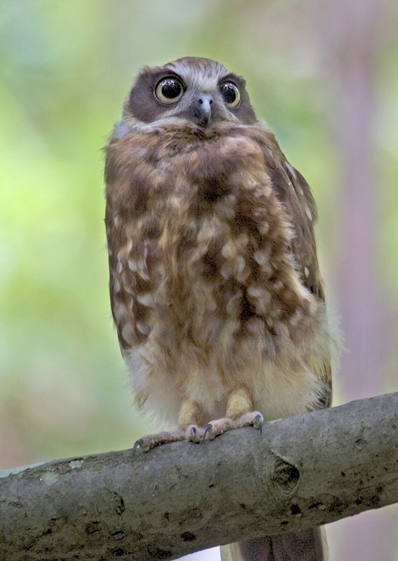 Young Australian Boobook standing on a thick branch by Chris Charles