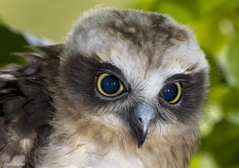 Close facial view of a young Australian Boobook by Chris Charles