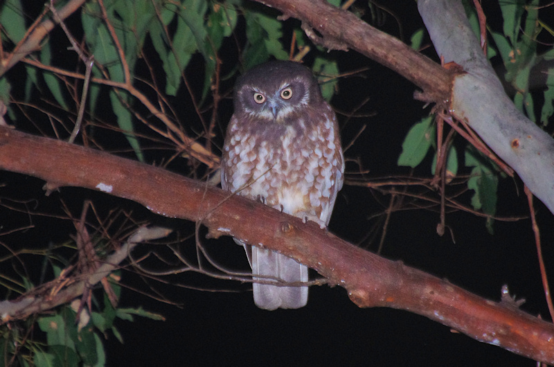 Australian Boobook perched on a branch at night looking down by Deane Lewis