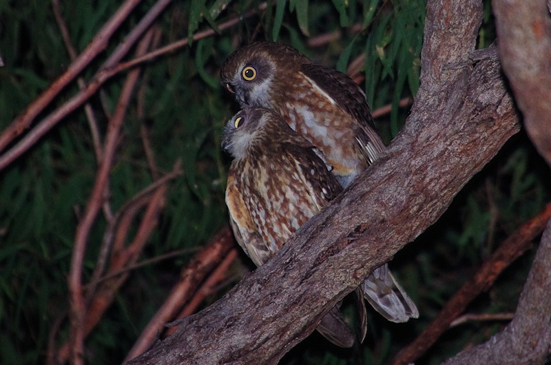 Pair of Australian Boobooks mating on a branch at night by Deane Lewis