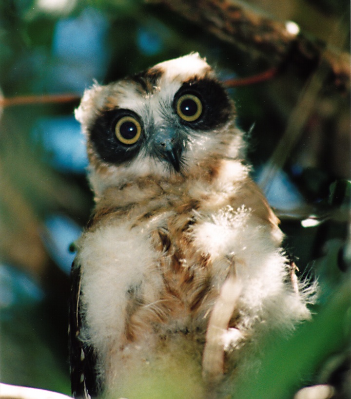 Close view of a young Australian Boobook at roost by Deane Lewis