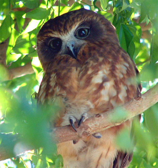 Australian Boobook at roost in the foliage by Ken Beager