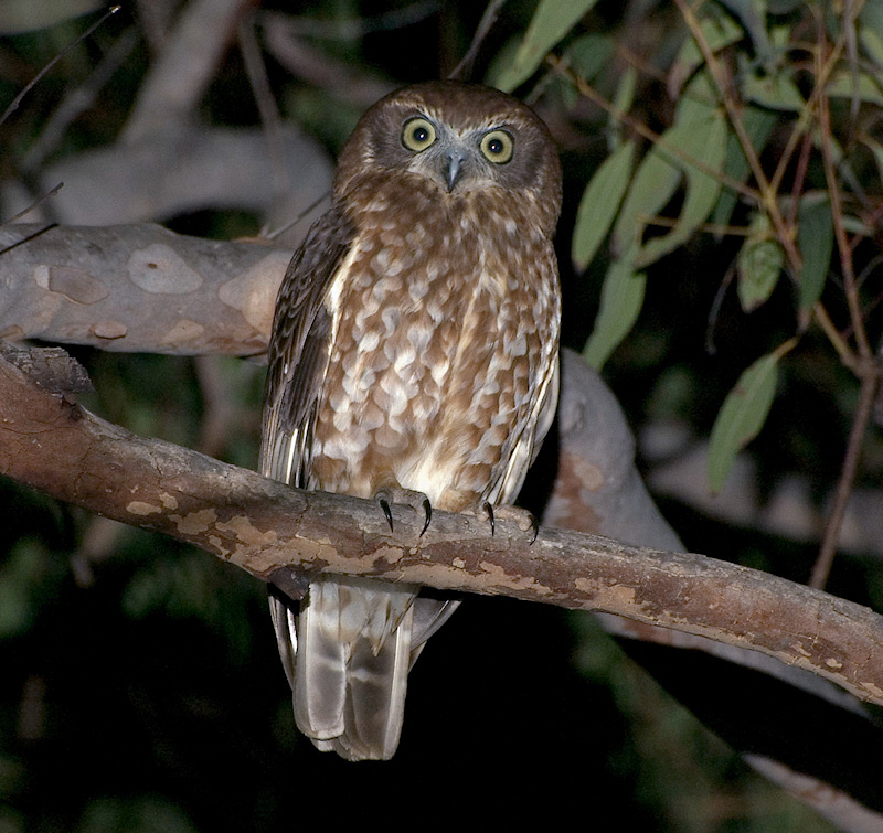Front view of an Australian Boobook at night by Richard Jackson