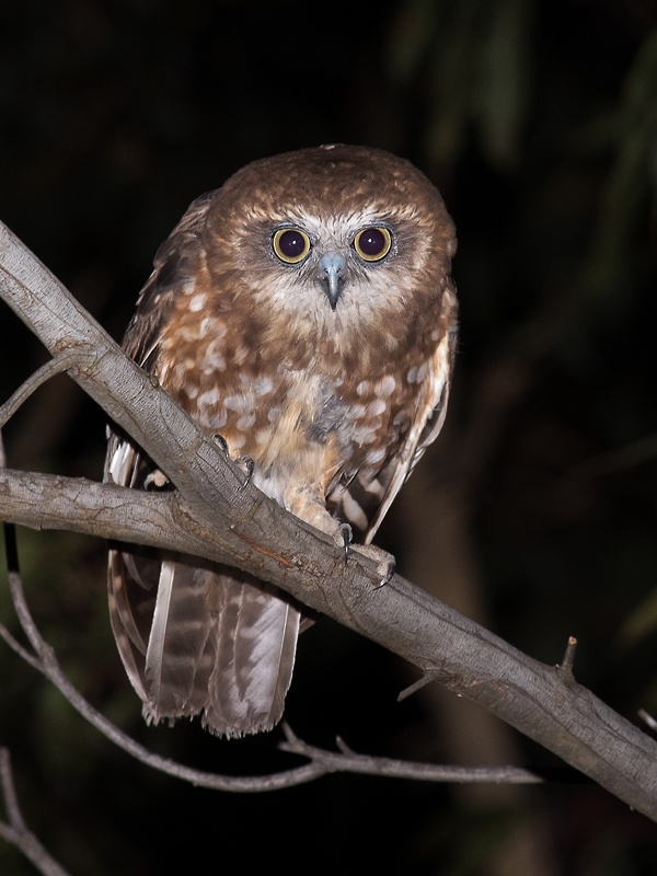 Australian Boobook stares intently from a branch at night by Richard Jackson