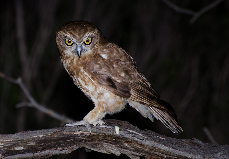 Side view of an Australian Boobook looking down by Richard Jackson