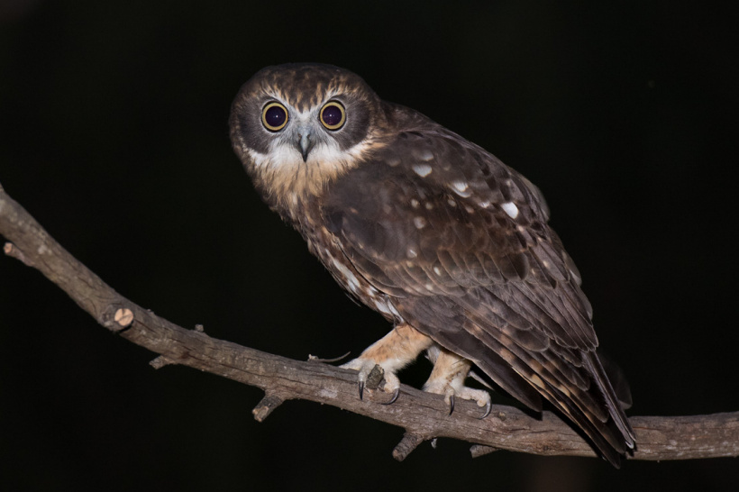 Side view of an Australian Boobook looking intently at us by Richard Jackson