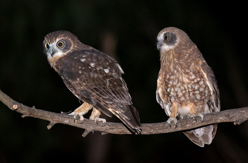 Two Australian Boobooks perched on a curved branch by Richard Jackson