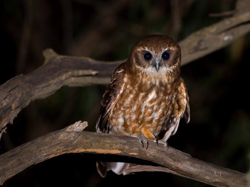 Australian Boobook perched on a bare, curved branch at night by Richard Jackson
