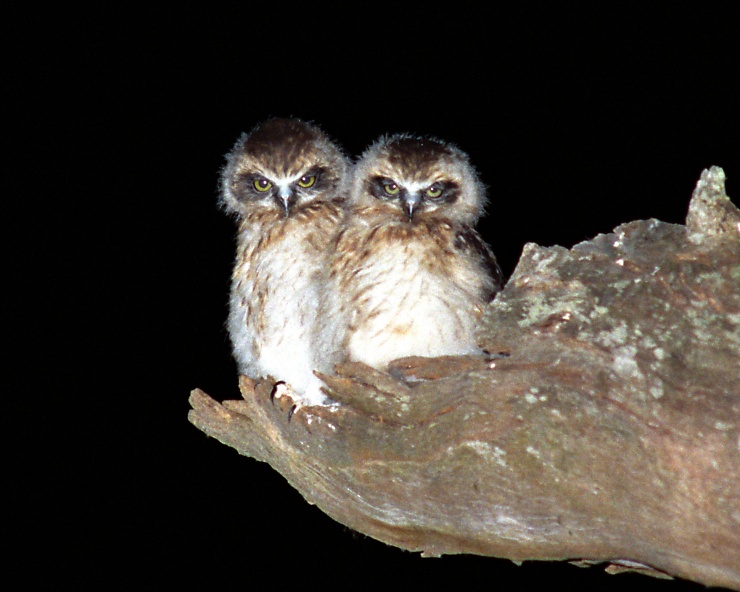 Two young Australian Boobooks sitting at the entrance to their nest hollow by Richard Jackson