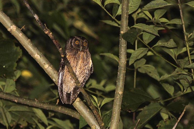 Tawny-bellied Screech Owl up in a tree at night by Christian Artuso