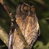 Tawny-bellied Screech Owl