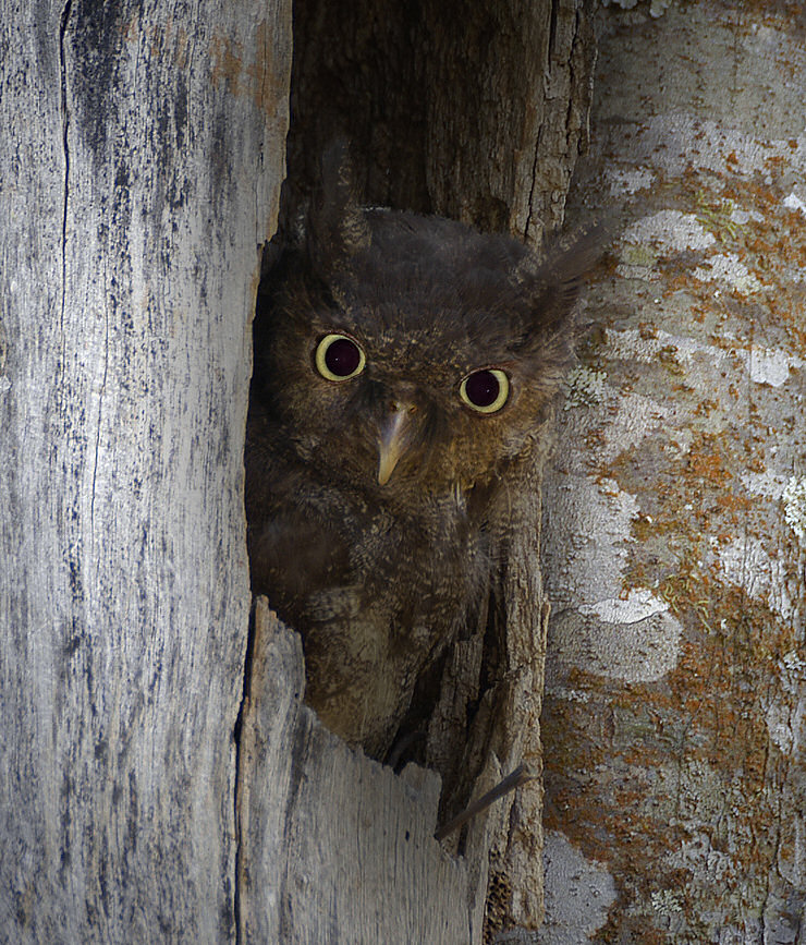 Tawny-bellied Screech Owl pokes its head out of a tree hole by Nunes D'Acosta
