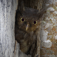 Tawny-bellied Screech Owl