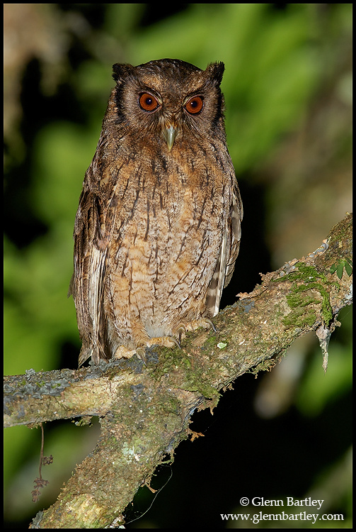 Tawny-bellied Screech Owl perched on a lichen covered branch at night by Glenn Bartley