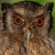 Tawny-bellied Screech Owl