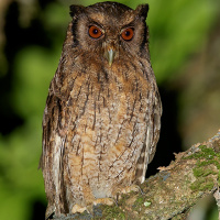 Tawny-bellied Screech Owl