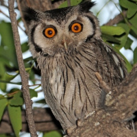 Southern White-faced Owl