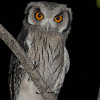 Southern White-faced Owl