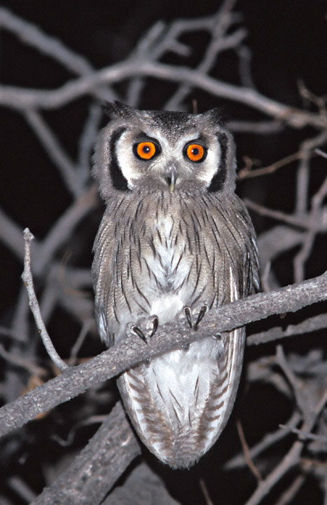 Close view of a Southern White-faced Owl on a branch at night by Greg Lasley