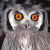 Southern White-faced Owl