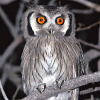 Southern White-faced Owl