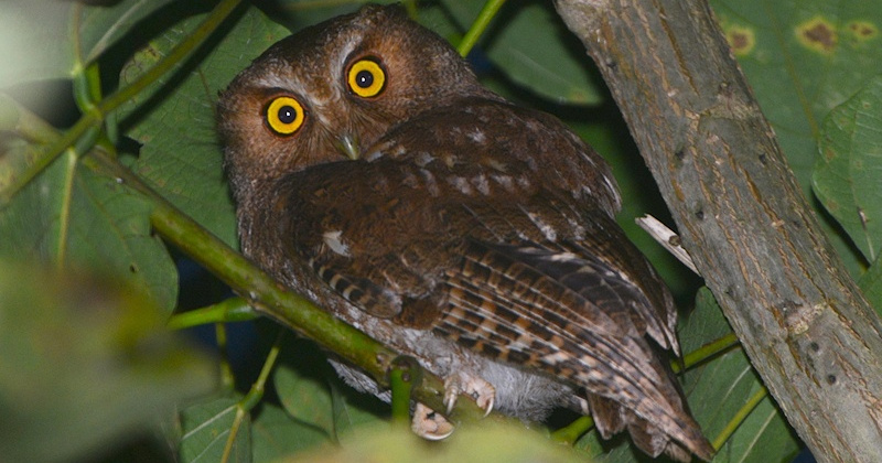 Santa Marta Screech Owl (Megascops gilesi) by Alan Van Norman - The Owl ...