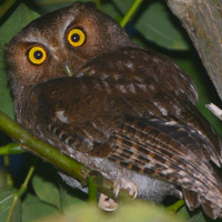 Santa Marta Screech Owl