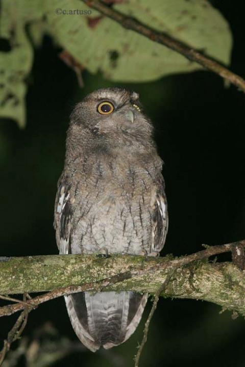 Santa Marta Screech Owl looking up from its branch by Christian Artuso