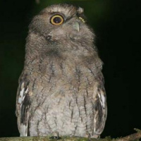 Santa Marta Screech Owl