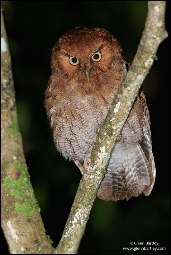 Santa Marta Screech Owl looks down from a branch at night by Glenn Bartley