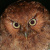 Santa Marta Screech Owl