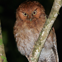Santa Marta Screech Owl