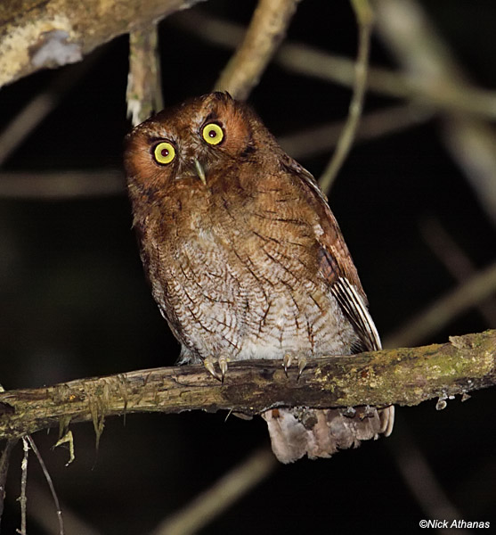 Santa Marta Screech Owl leaning over on a branch by Nick Athanas