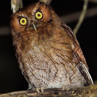 Santa Marta Screech Owl