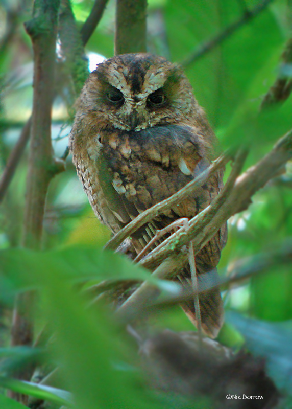 São Tomé Scops Owl at roost in the foliage by Nik Borrow