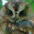 São Tomé Scops Owl